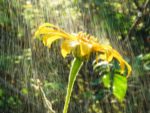 sunflowers in showers
