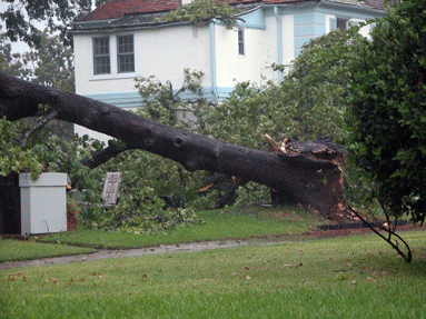 Downed tree in front of house.
