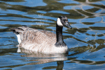 Picture of a Canadian goose.