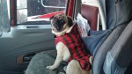 Pug in red vest with black stripes, sitting in a car.