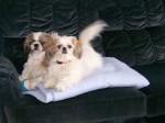 Two small white dogs with brown ears, sitting on a blanket on a black couch.
