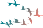 Geese , colors