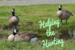helping geese