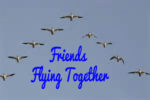 nts-geese-006-v-flight_edited-1