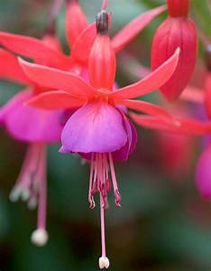 Fuschia flower.