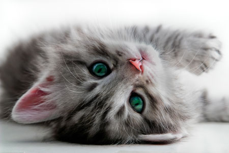 gray striped fluffy kitten with green eyes lying on its side looking at you