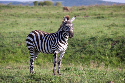 One zebra standing in green field with mountain in the distance.
